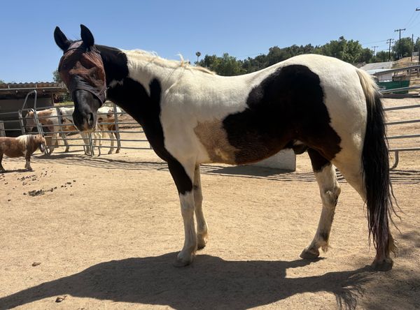 Worlds Alive Equine II LLC