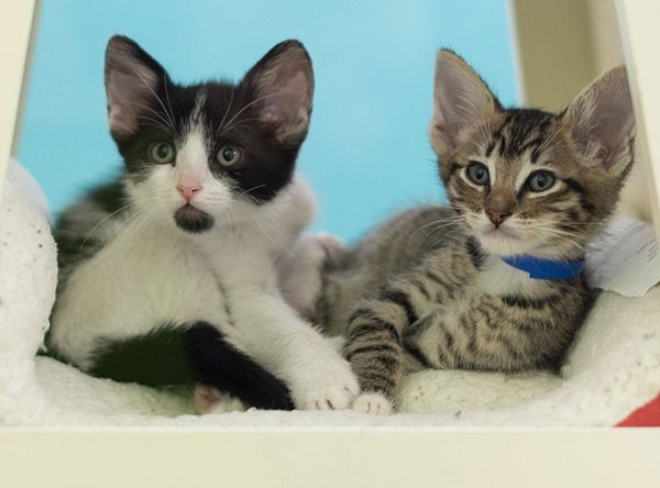 San Francisco SPCA