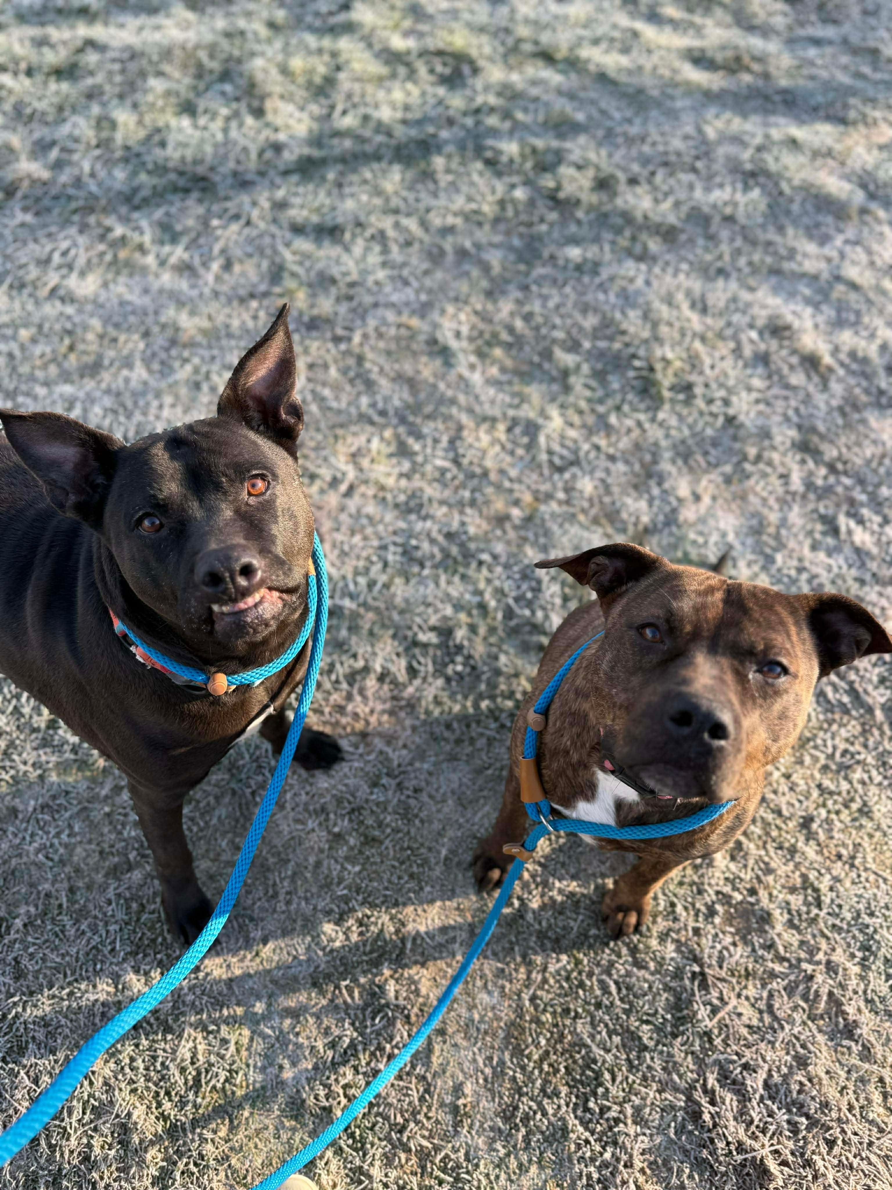 Pulled From The Pits, A Pitbull Rescue