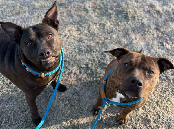 Pulled From The Pits, A Pitbull Rescue