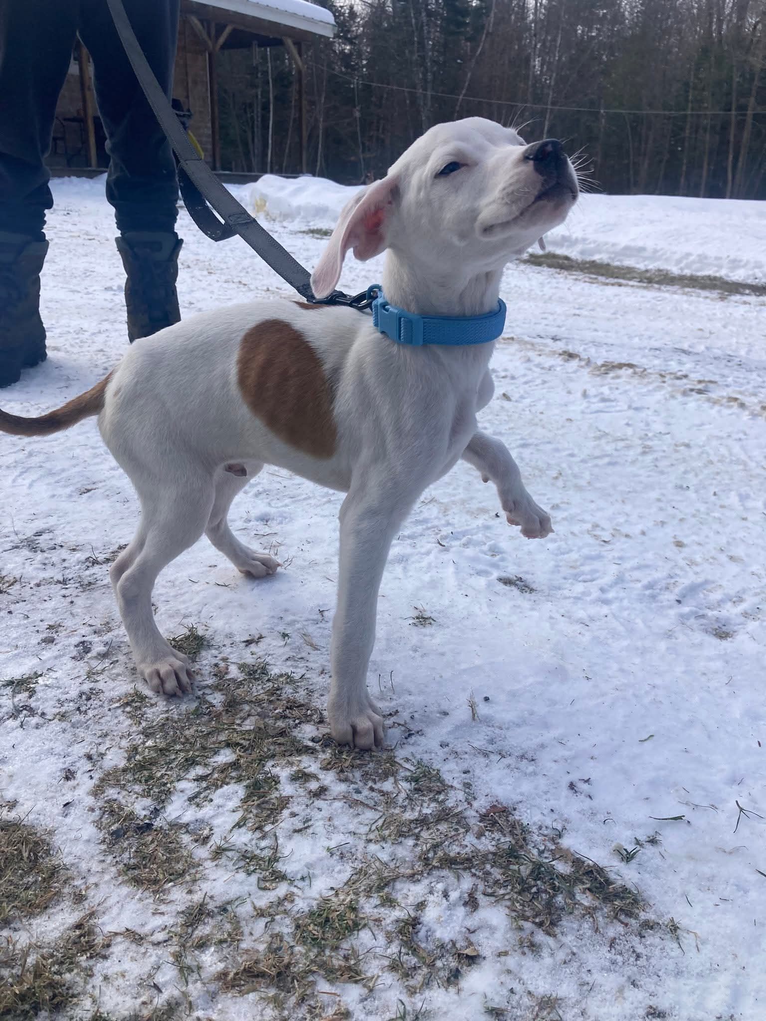 Pulled From The Pits, A Pitbull Rescue