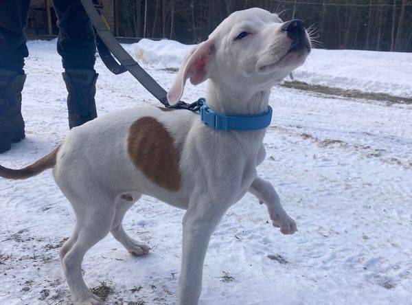 Pulled From The Pits, A Pitbull Rescue