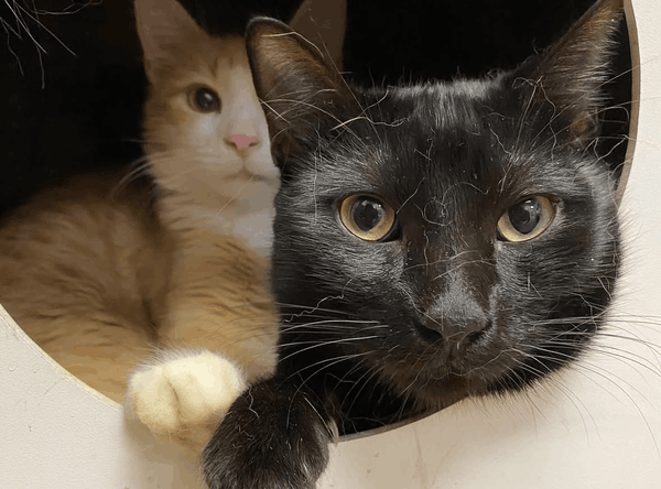 WAGS ~ Westminster Adoption Group and Services