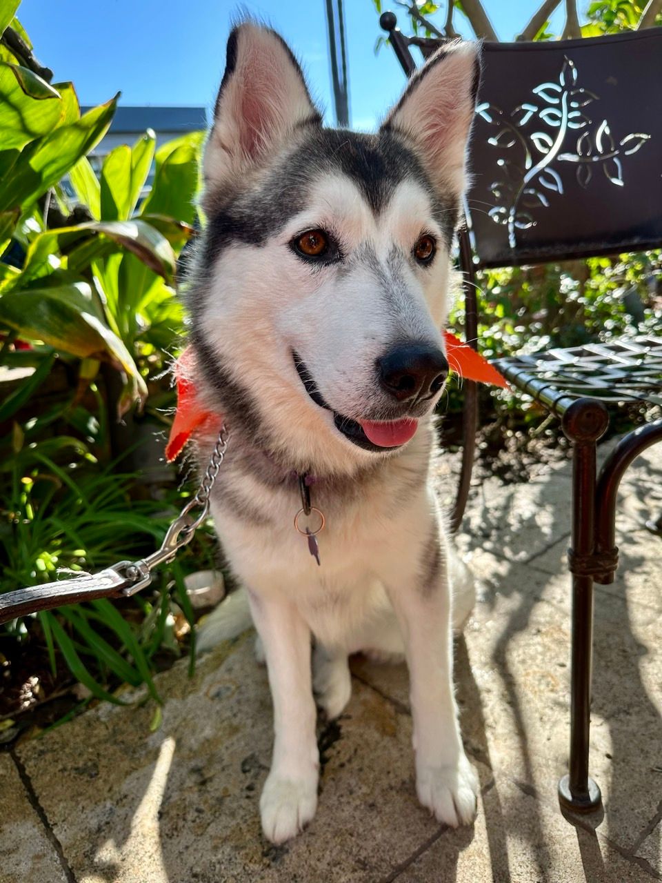 WAGS ~ Westminster Adoption Group and Services