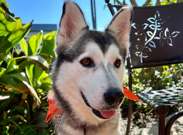 WAGS ~ Westminster Adoption Group and Services