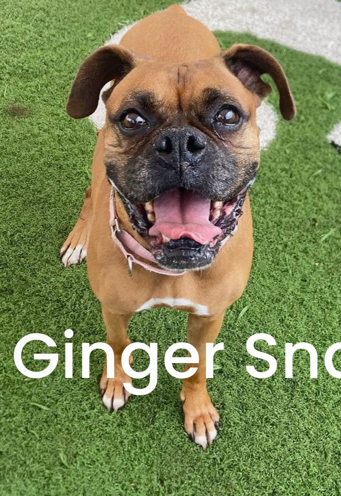 West Coast Boxer Rescue