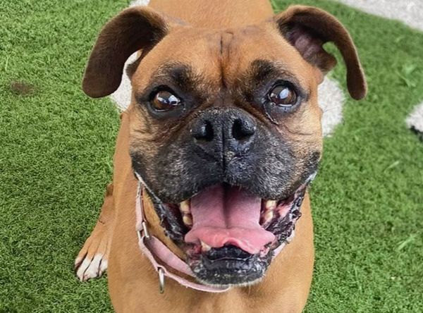 West Coast Boxer Rescue