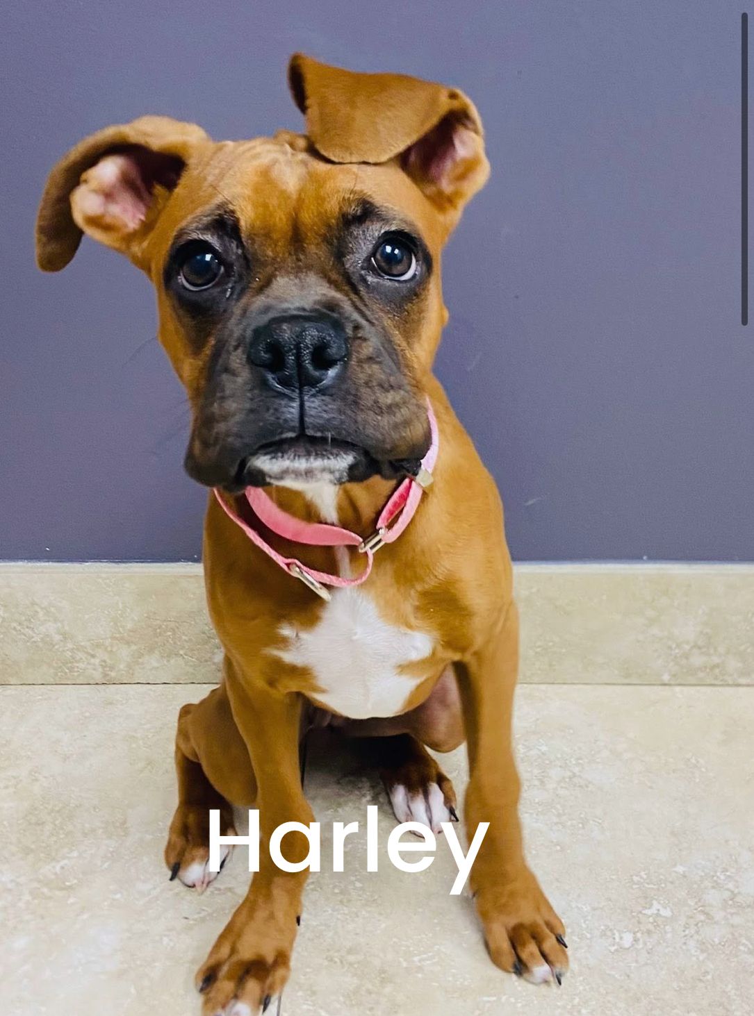 West Coast Boxer Rescue