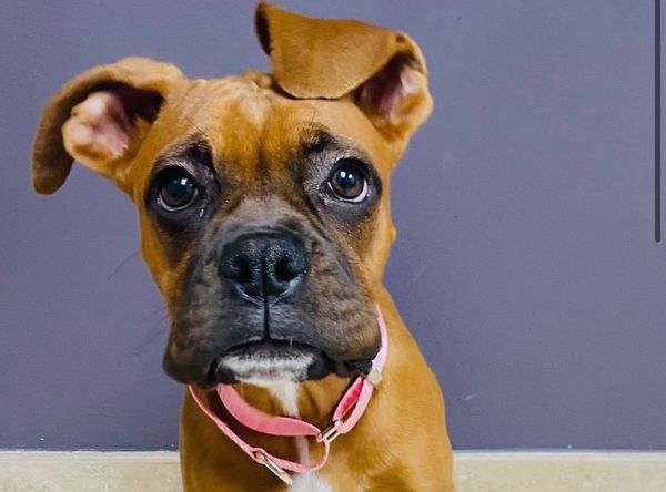 West Coast Boxer Rescue