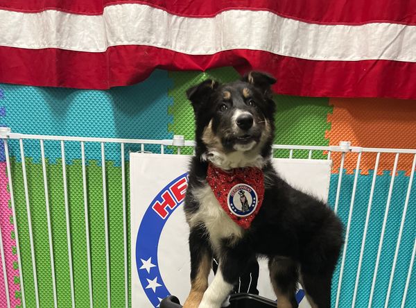 Hero Pups