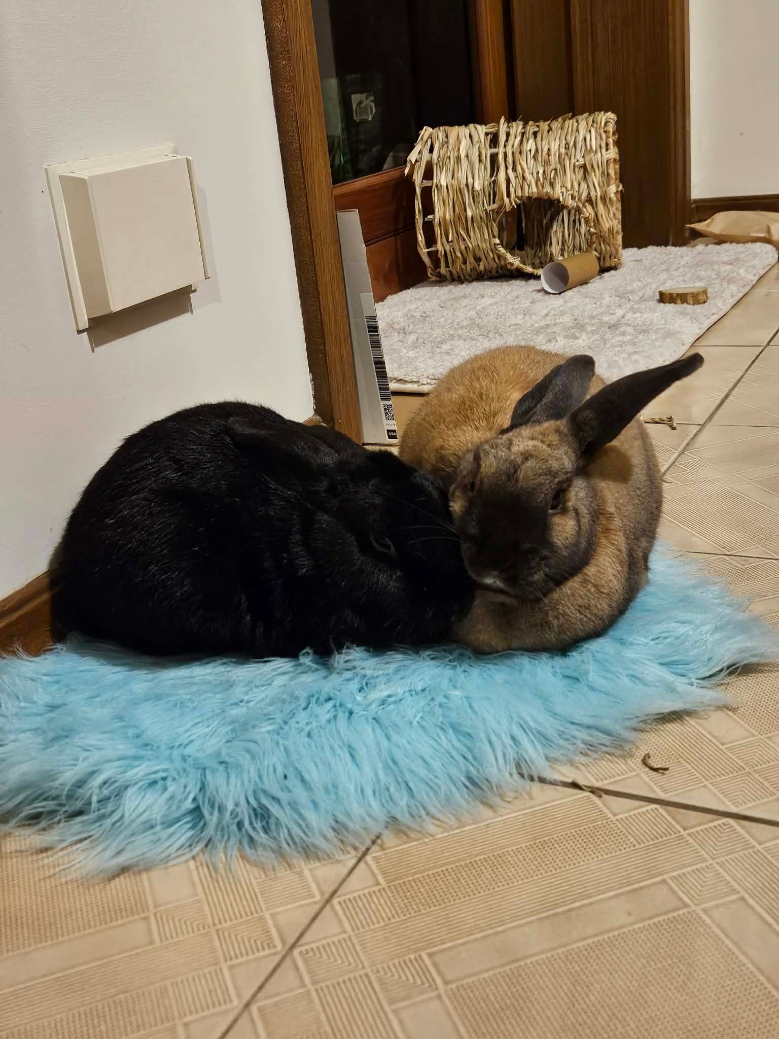 Kelly's Rabbit Warren Rescue Inc.