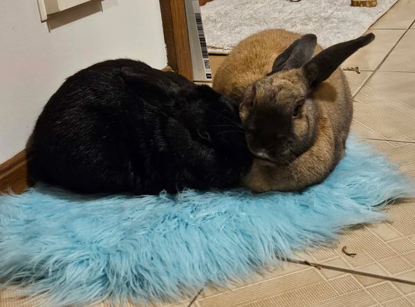Kelly's Rabbit Warren Rescue Inc.