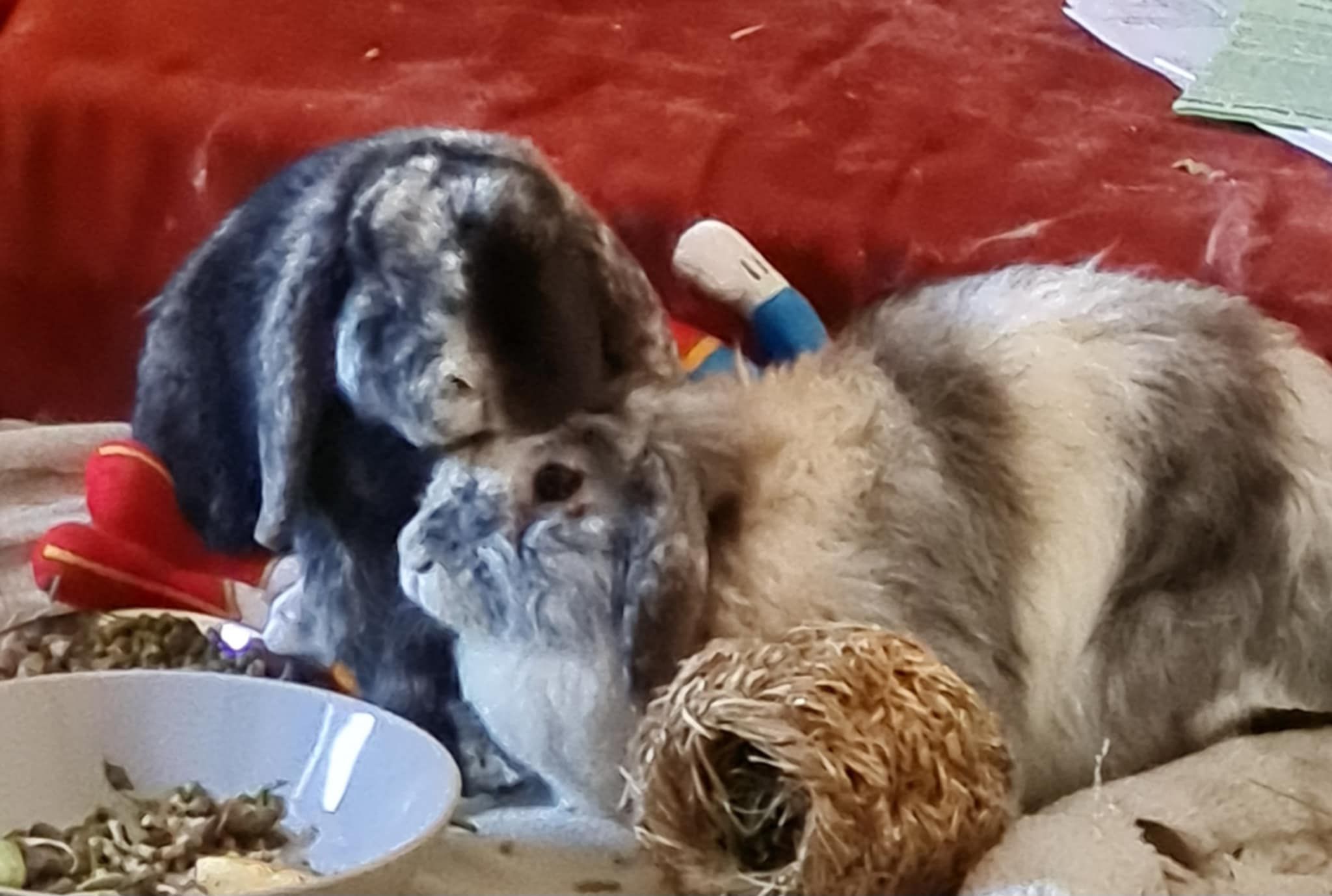 Kelly's Rabbit Warren Rescue Inc.