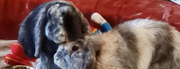 Kelly's Rabbit Warren Rescue Inc.