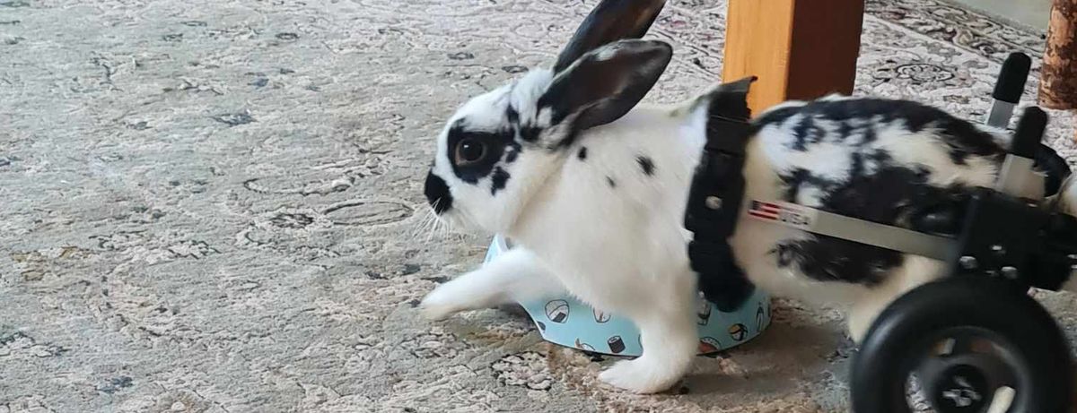 Vote for Kelly's Rabbit Warren Rescue Inc.