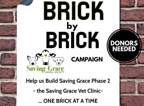 Saving grace animal society, Alix Alberta