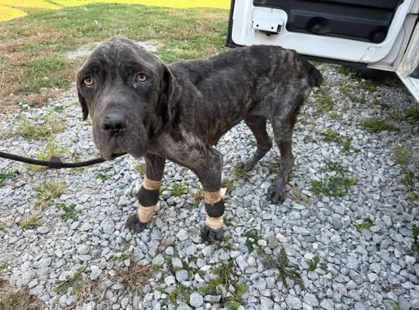 Determined To Rise Animal Foundation
