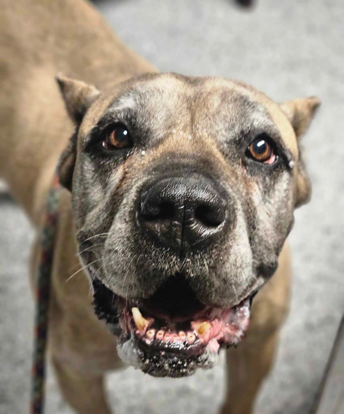 Determined To Rise Animal Foundation