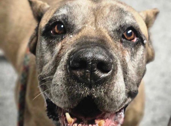 Determined To Rise Animal Foundation