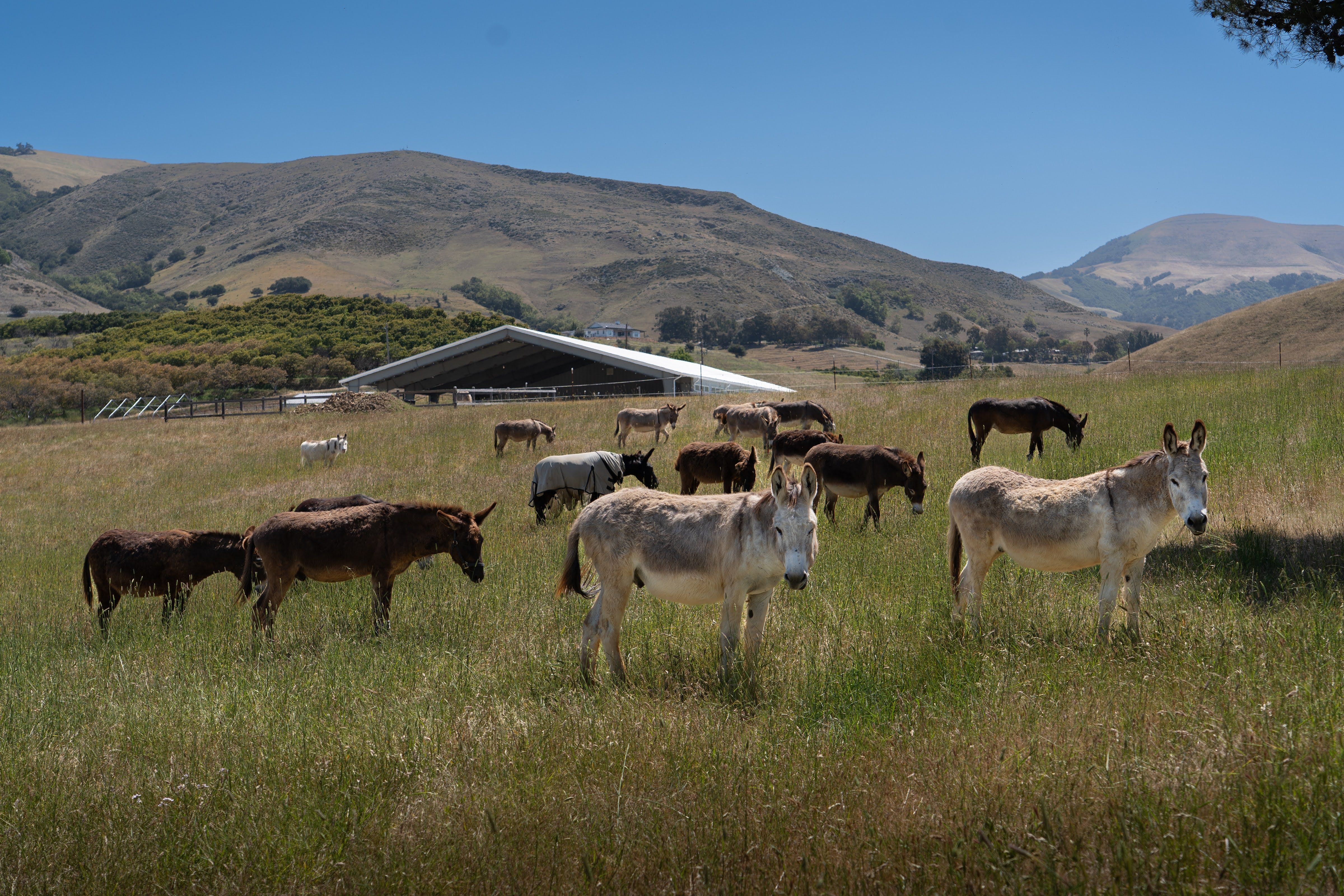 Rancho Burro Donkey Sanctuary