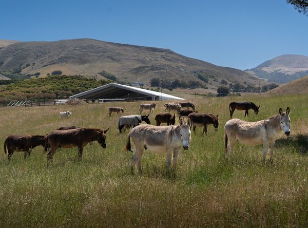 Rancho Burro Donkey Sanctuary