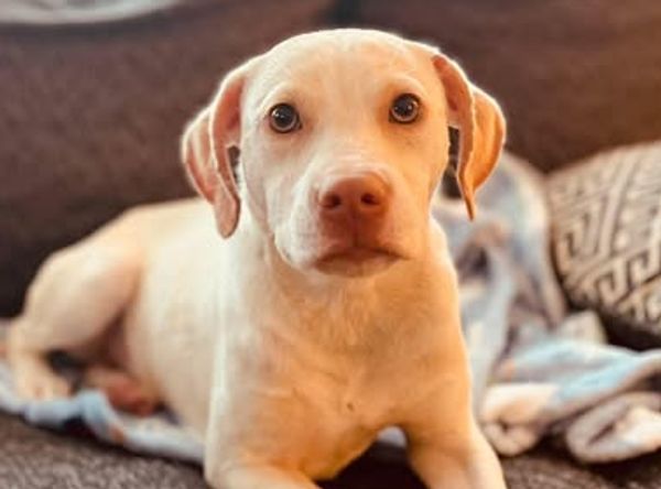 Blessed be the Bullies