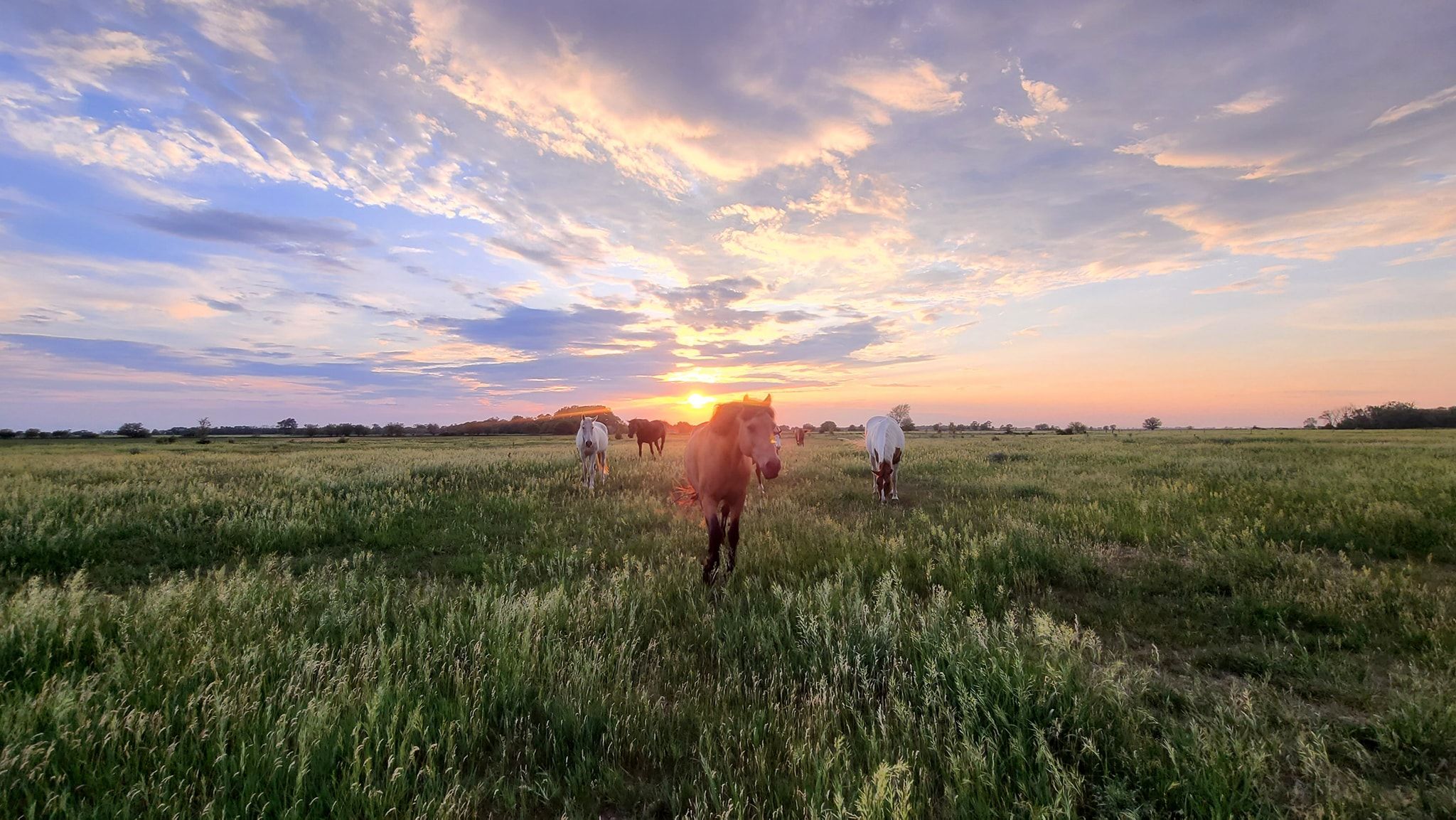 Gentle Spirit Horses Rescue