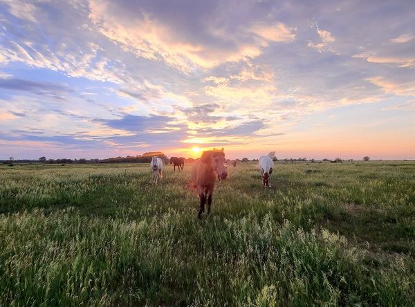 Gentle Spirit Horses Rescue