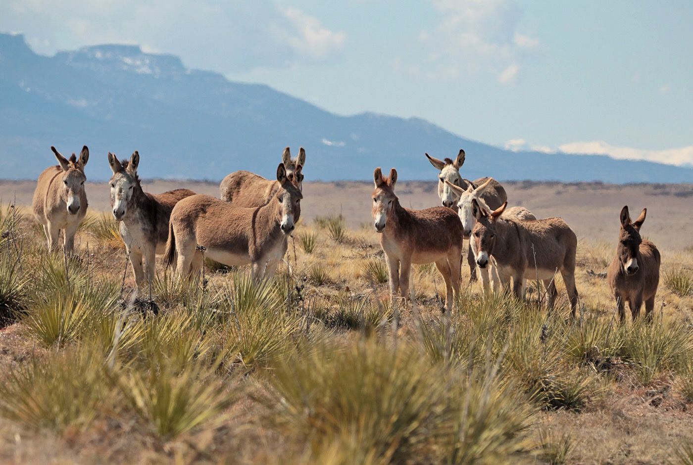 Engler Canyon Ranch - Mustang Sanctuary
