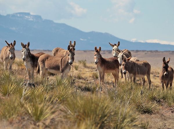 Engler Canyon Ranch - Mustang Sanctuary