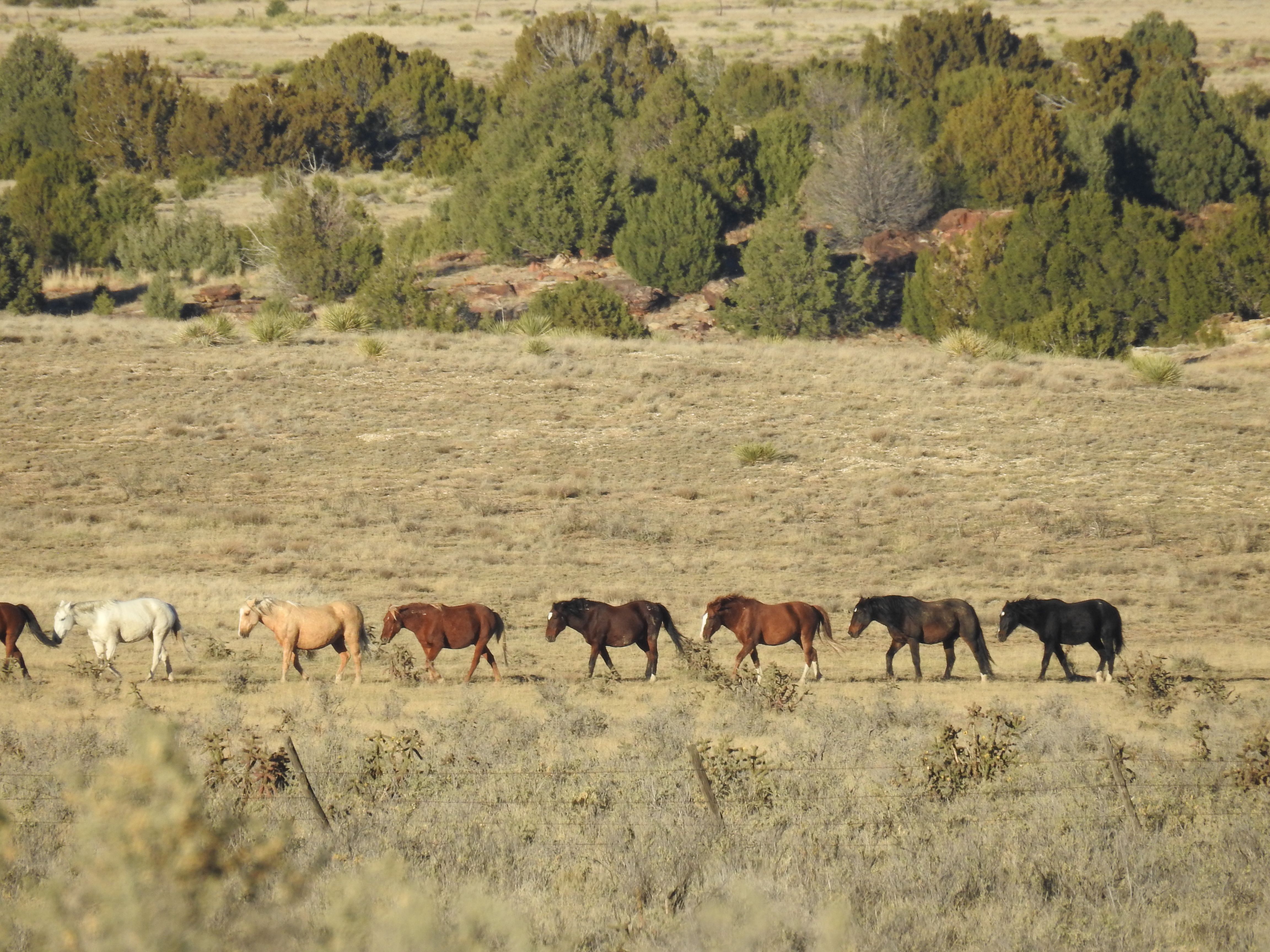 Engler Canyon Ranch - Mustang Sanctuary