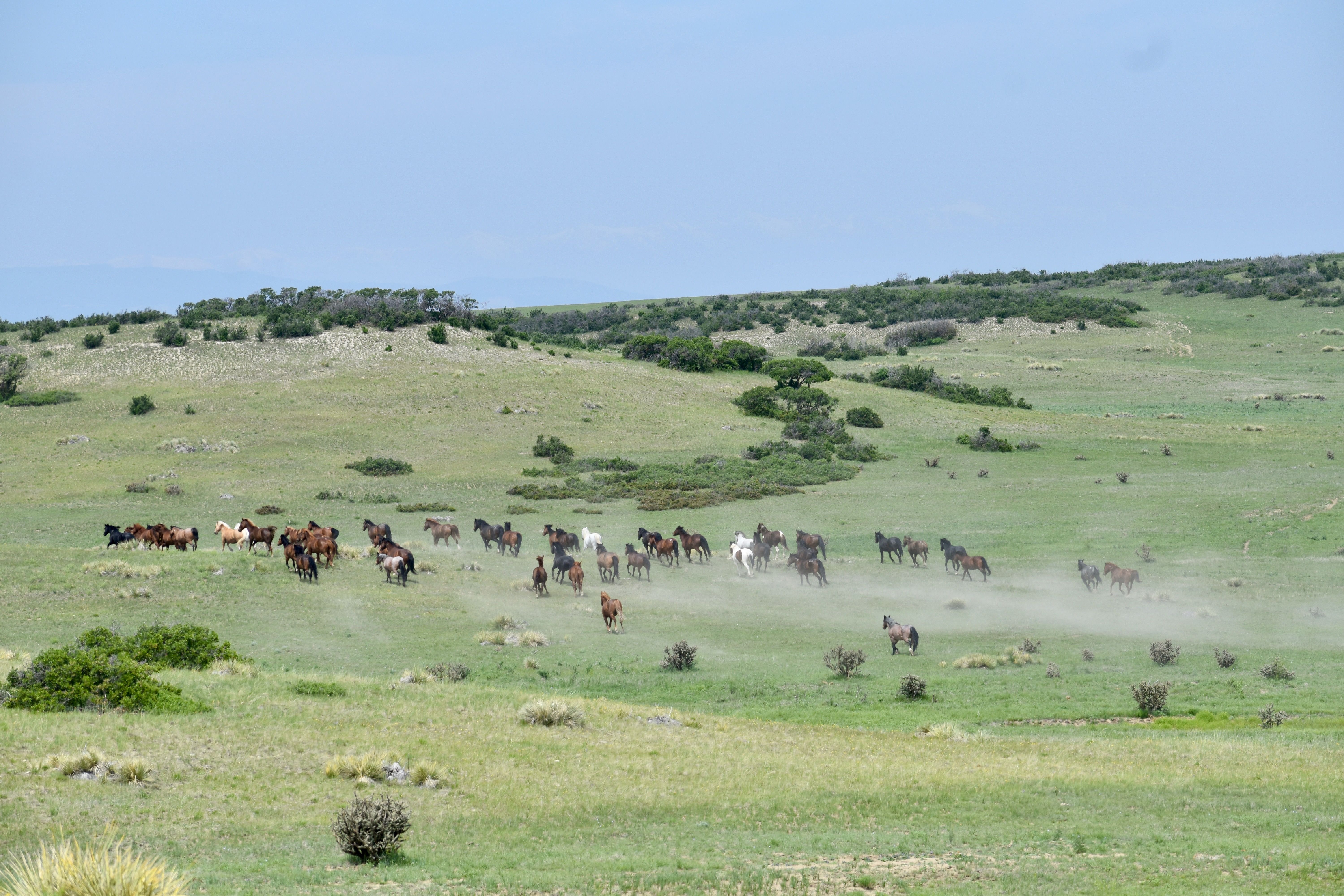 Engler Canyon Ranch - Mustang Sanctuary