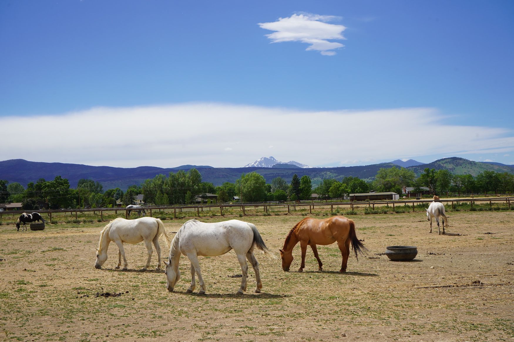 Colorado Horse Rescue