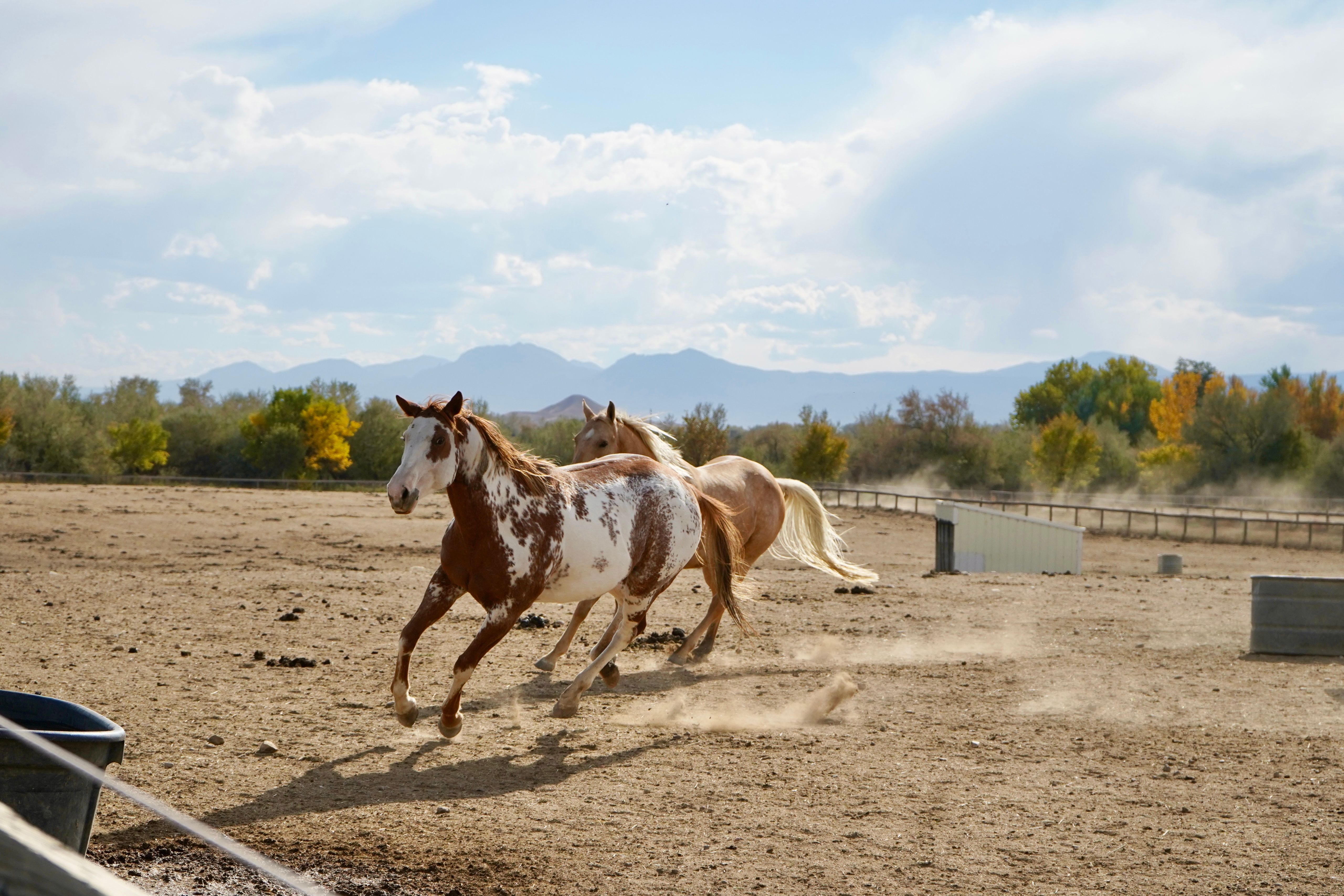 Colorado Horse Rescue