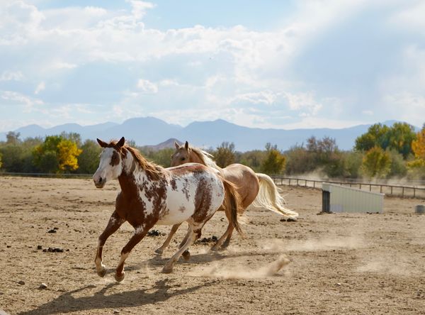 Colorado Horse Rescue