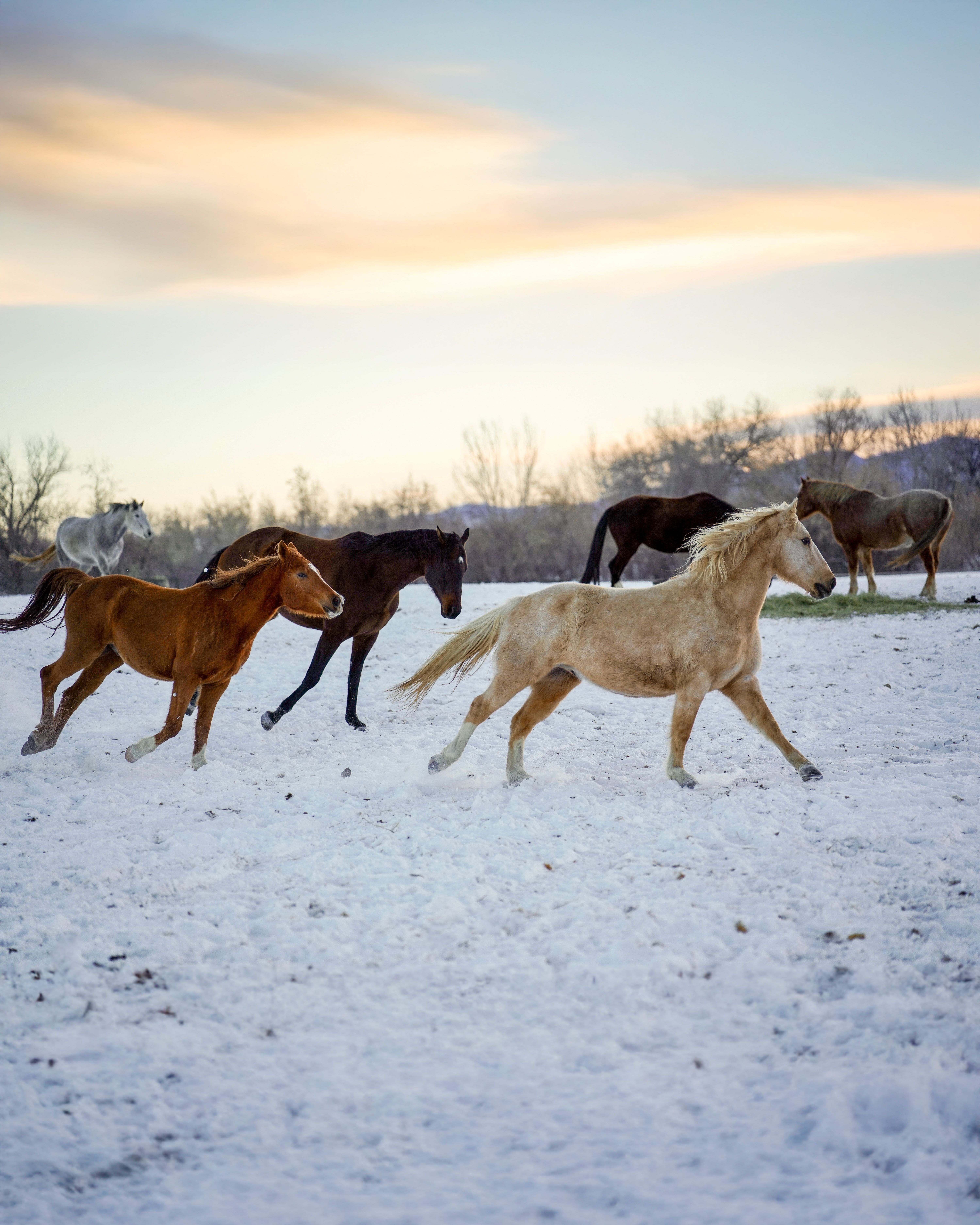 Colorado Horse Rescue