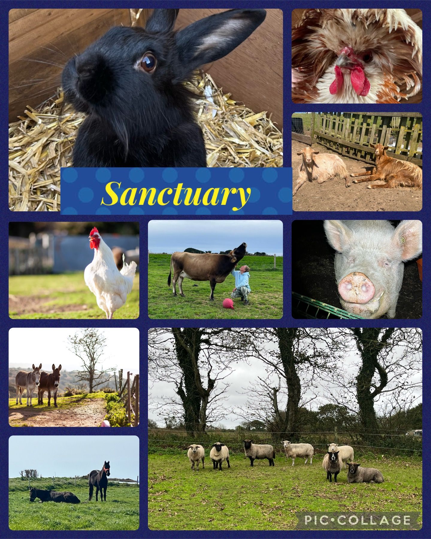 Finni’s Ark Animal Sanctuary