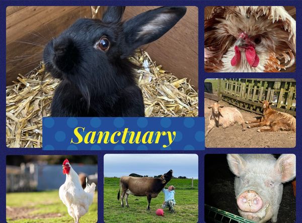 Finni’s Ark Animal Sanctuary