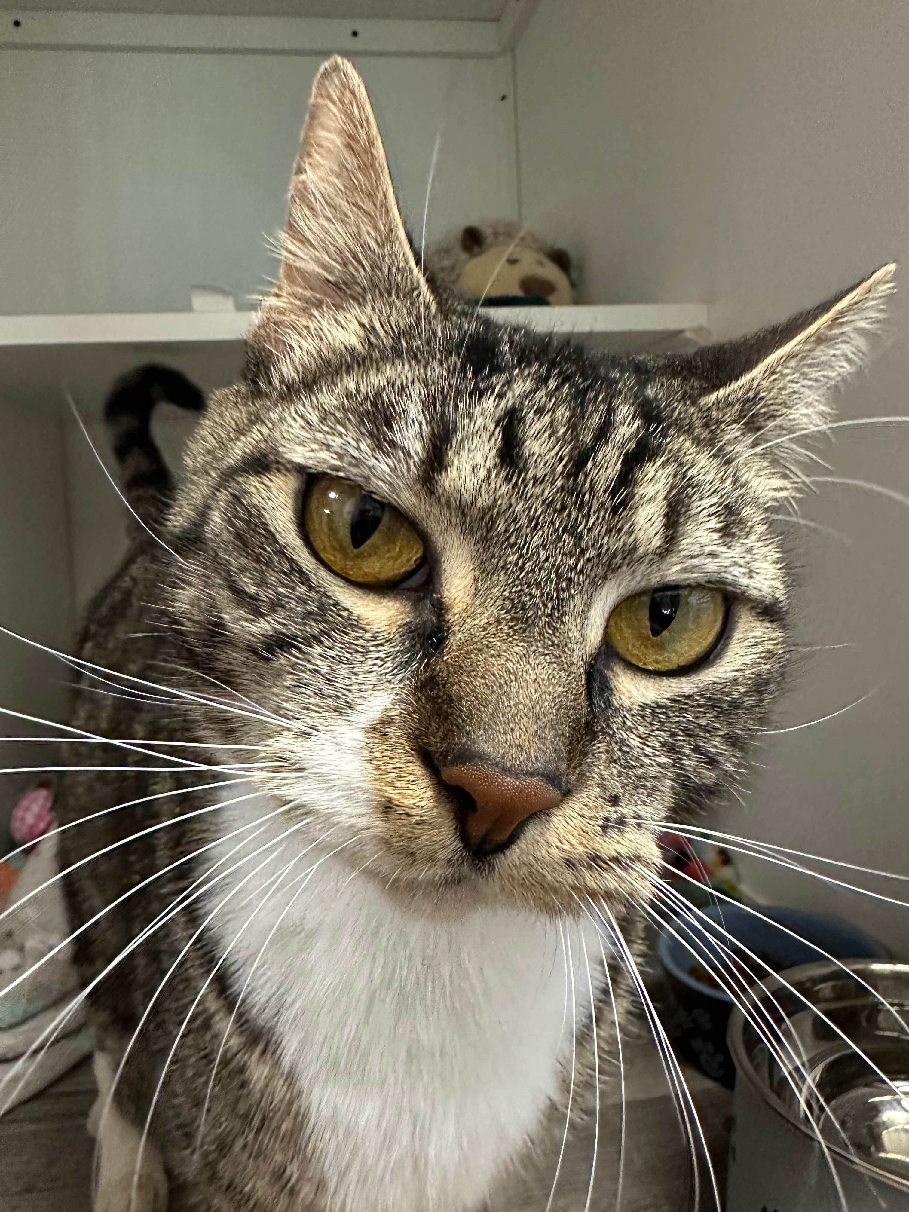 Olympic Peninsula Humane Society