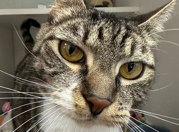 Olympic Peninsula Humane Society