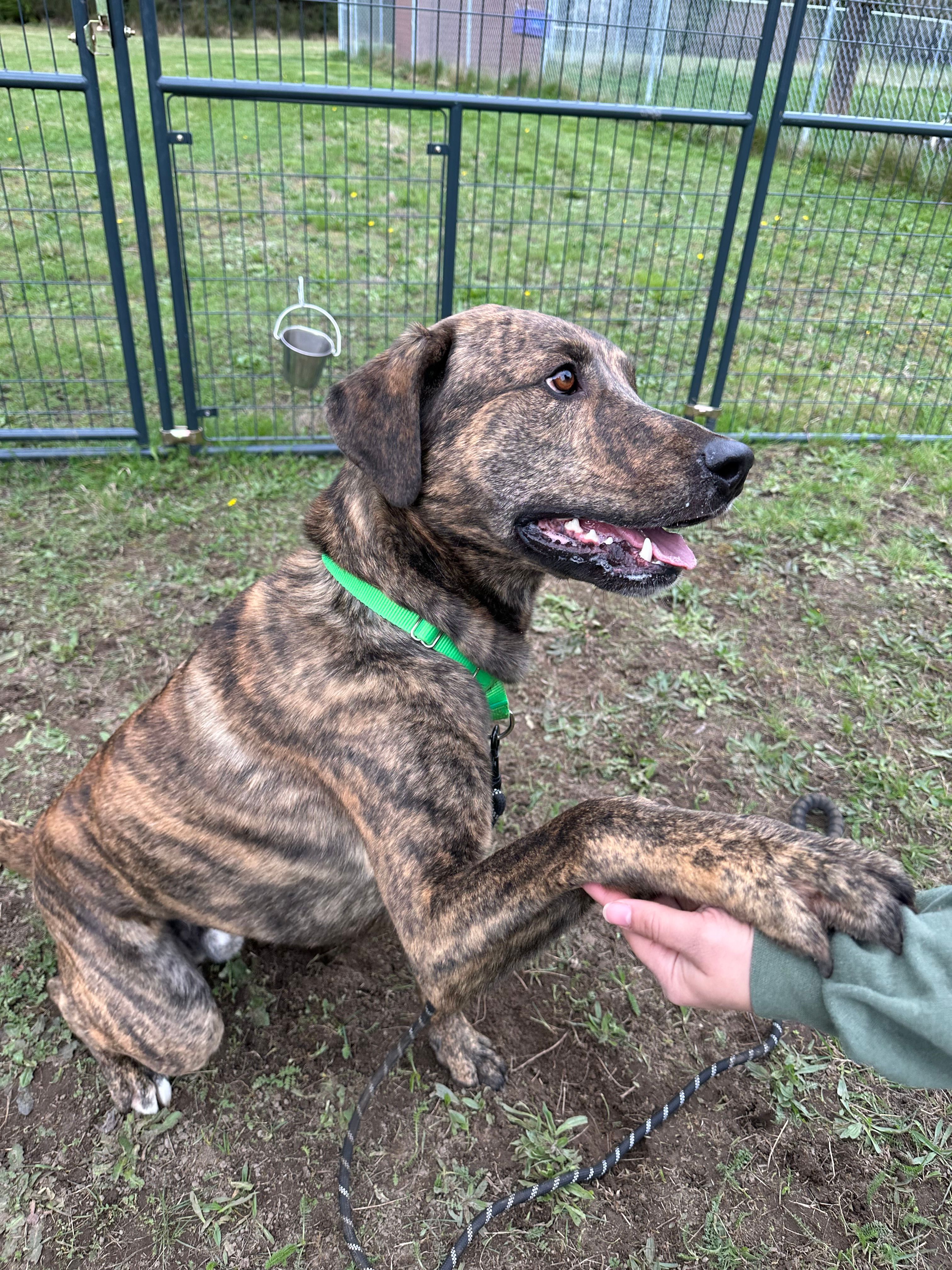Olympic Peninsula Humane Society