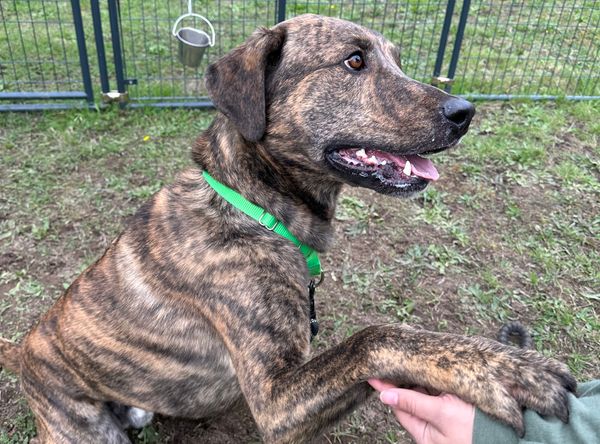 Olympic Peninsula Humane Society