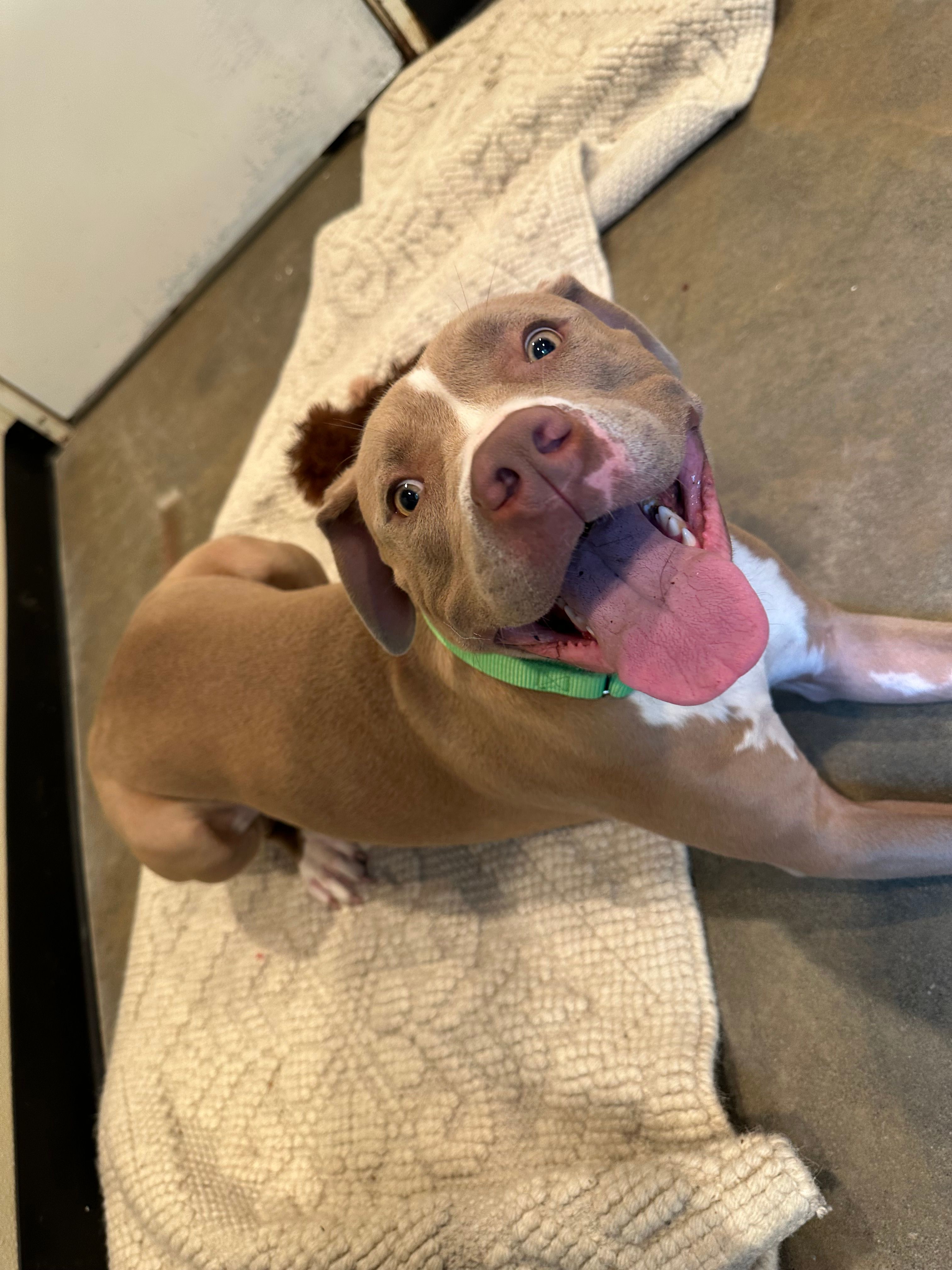 Olympic Peninsula Humane Society