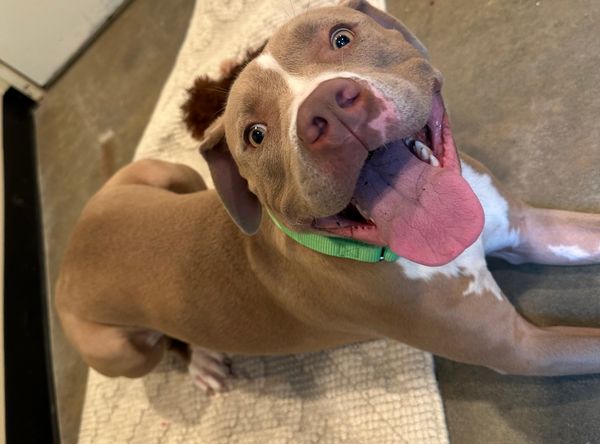 Olympic Peninsula Humane Society