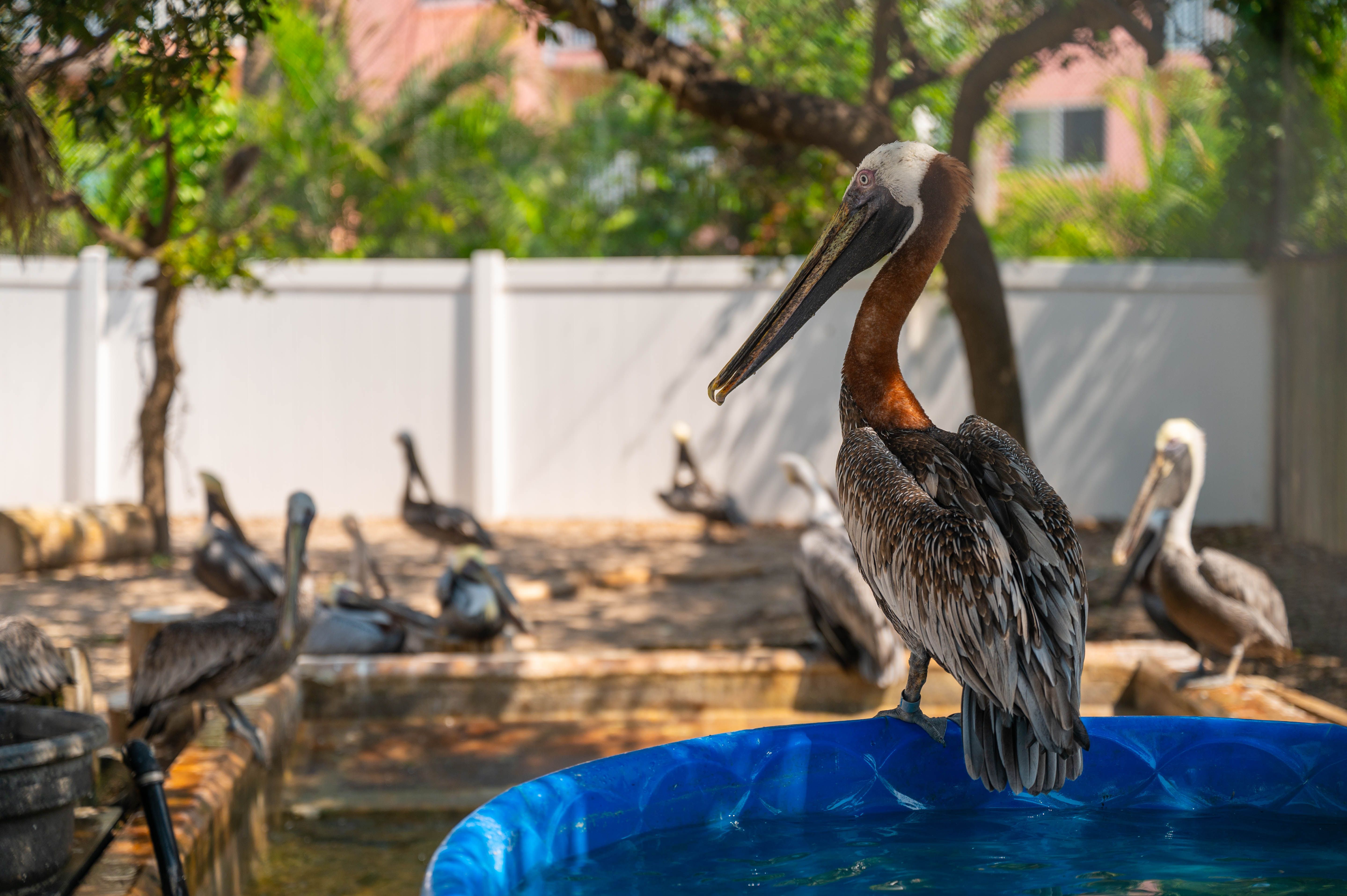 Seaside Seabird Sanctuary