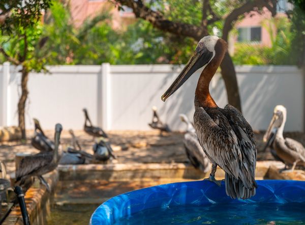 Seaside Seabird Sanctuary