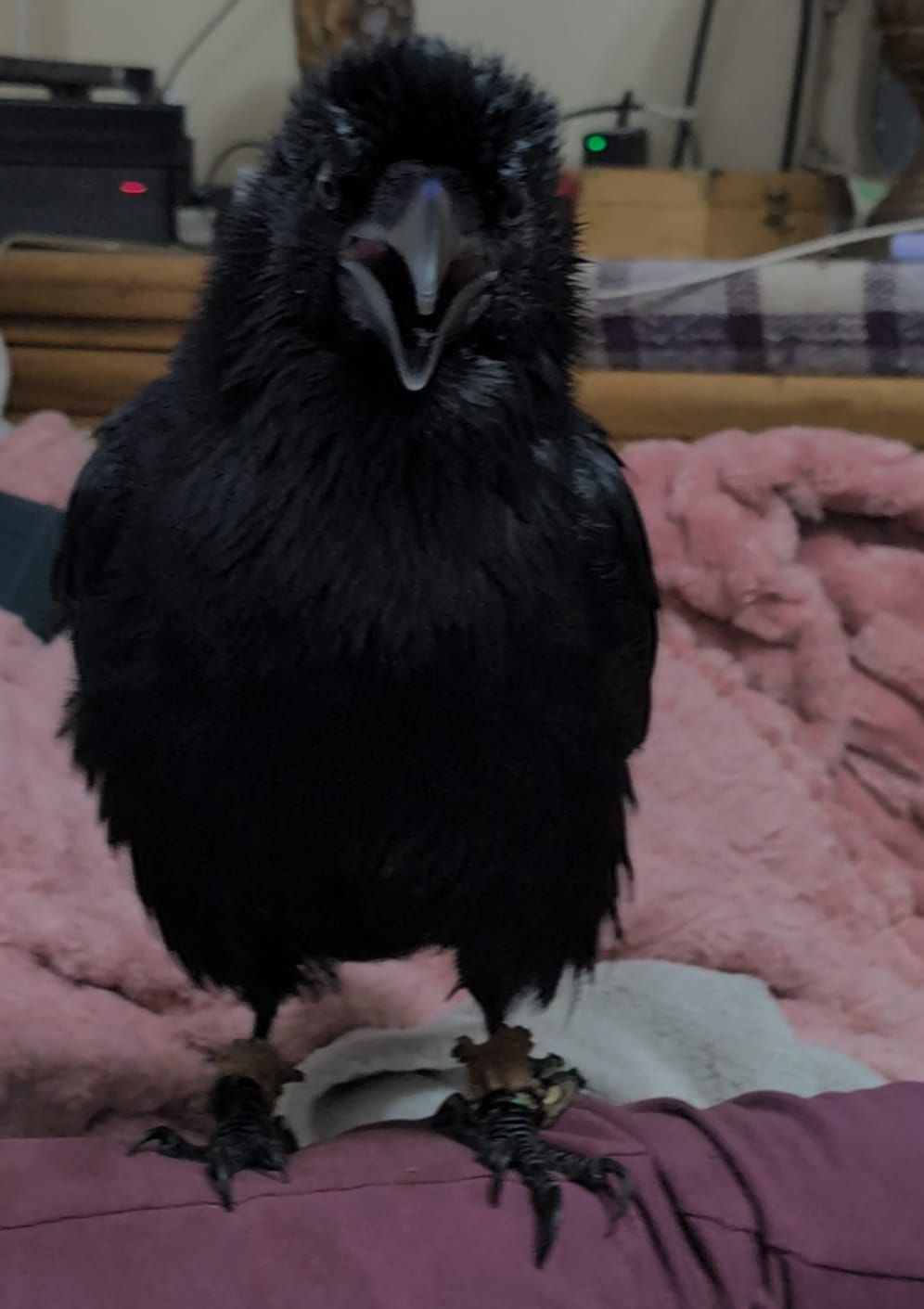 Tarquins animal rescue