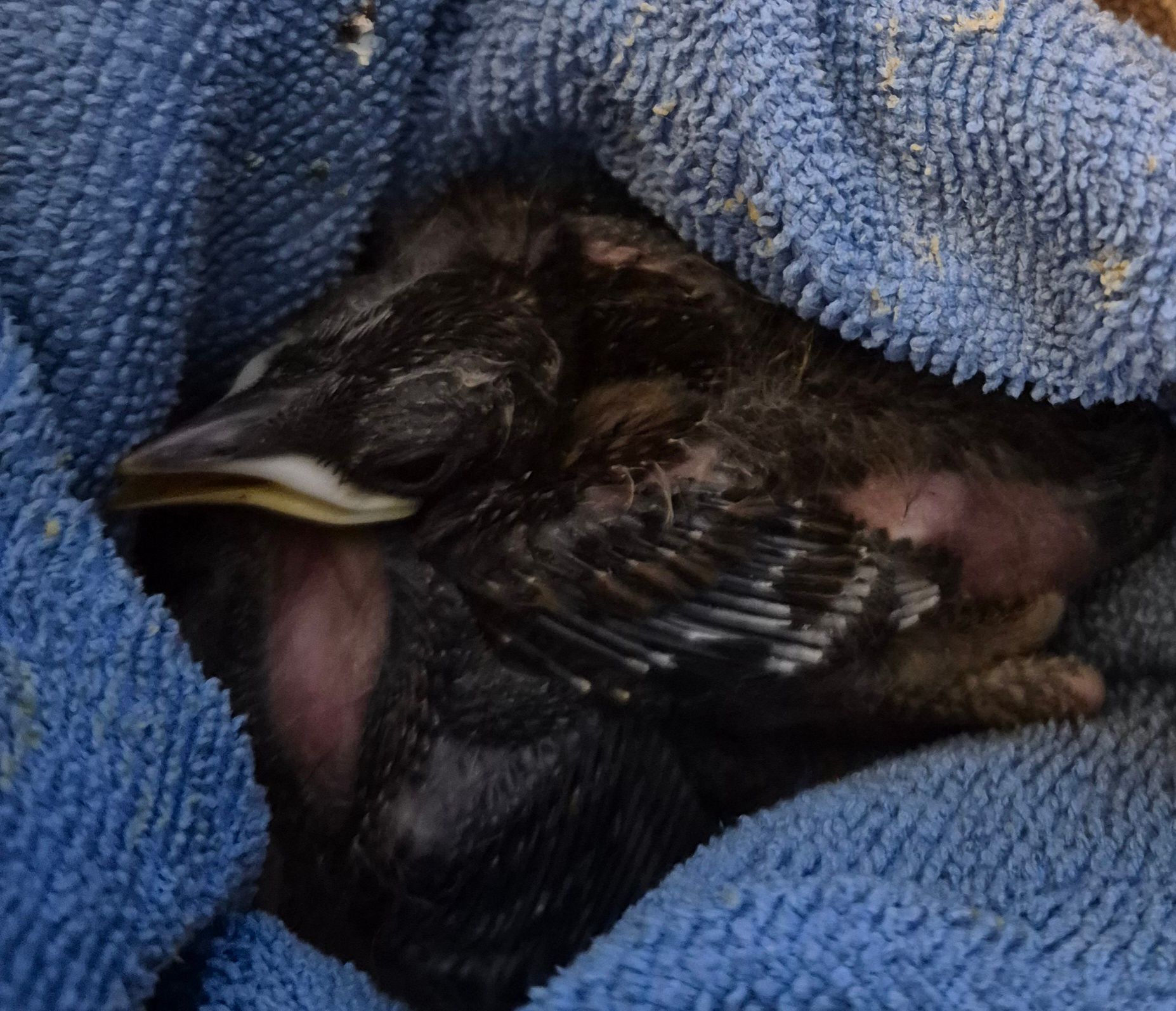 Tarquins animal rescue