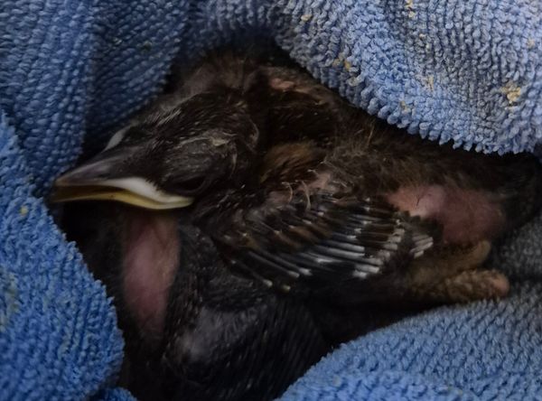 Tarquins animal rescue