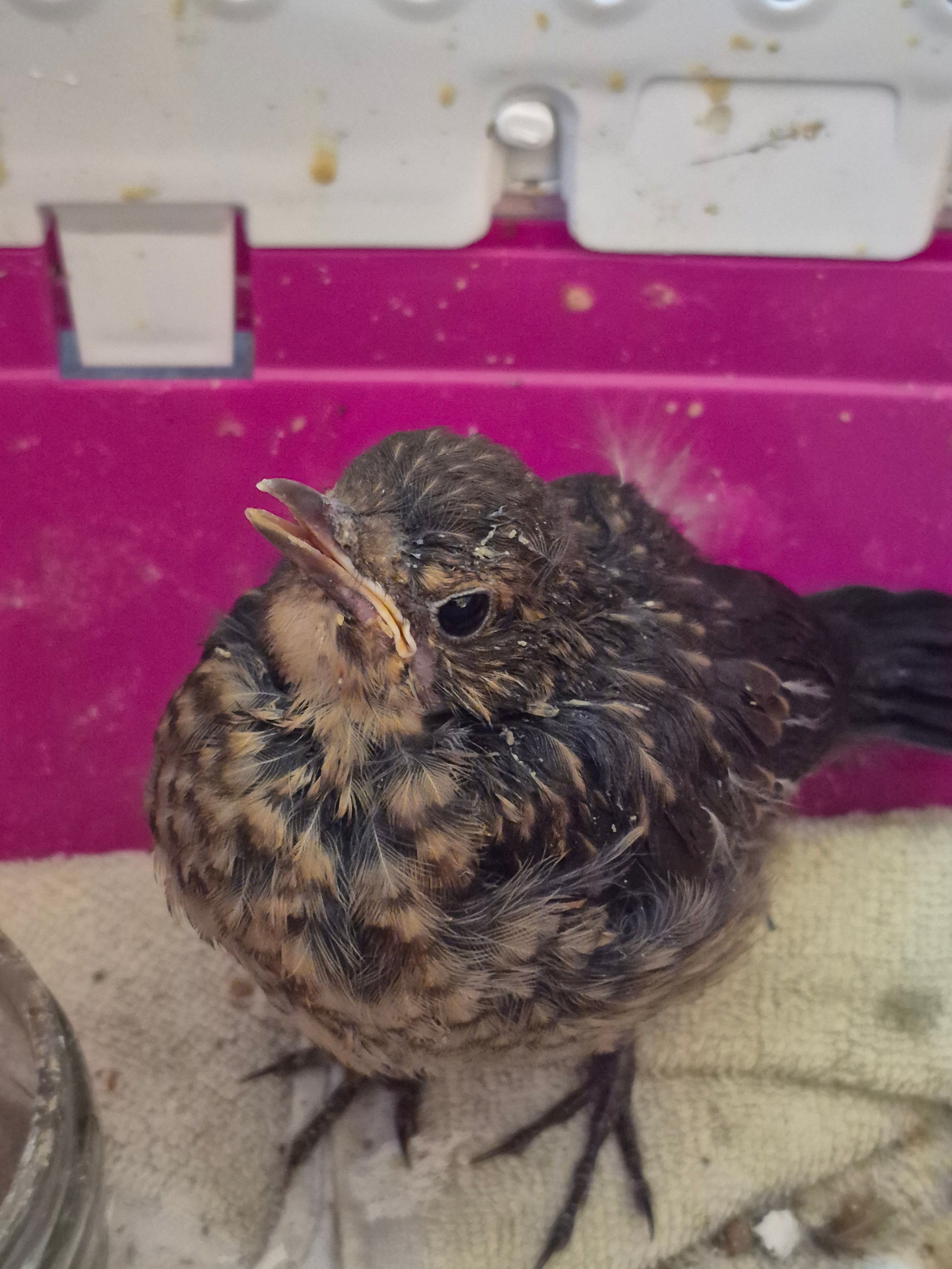 Tarquins animal rescue